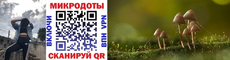 Псилоцибиновые грибы Psilocybe  Купить закладки  Ельня 